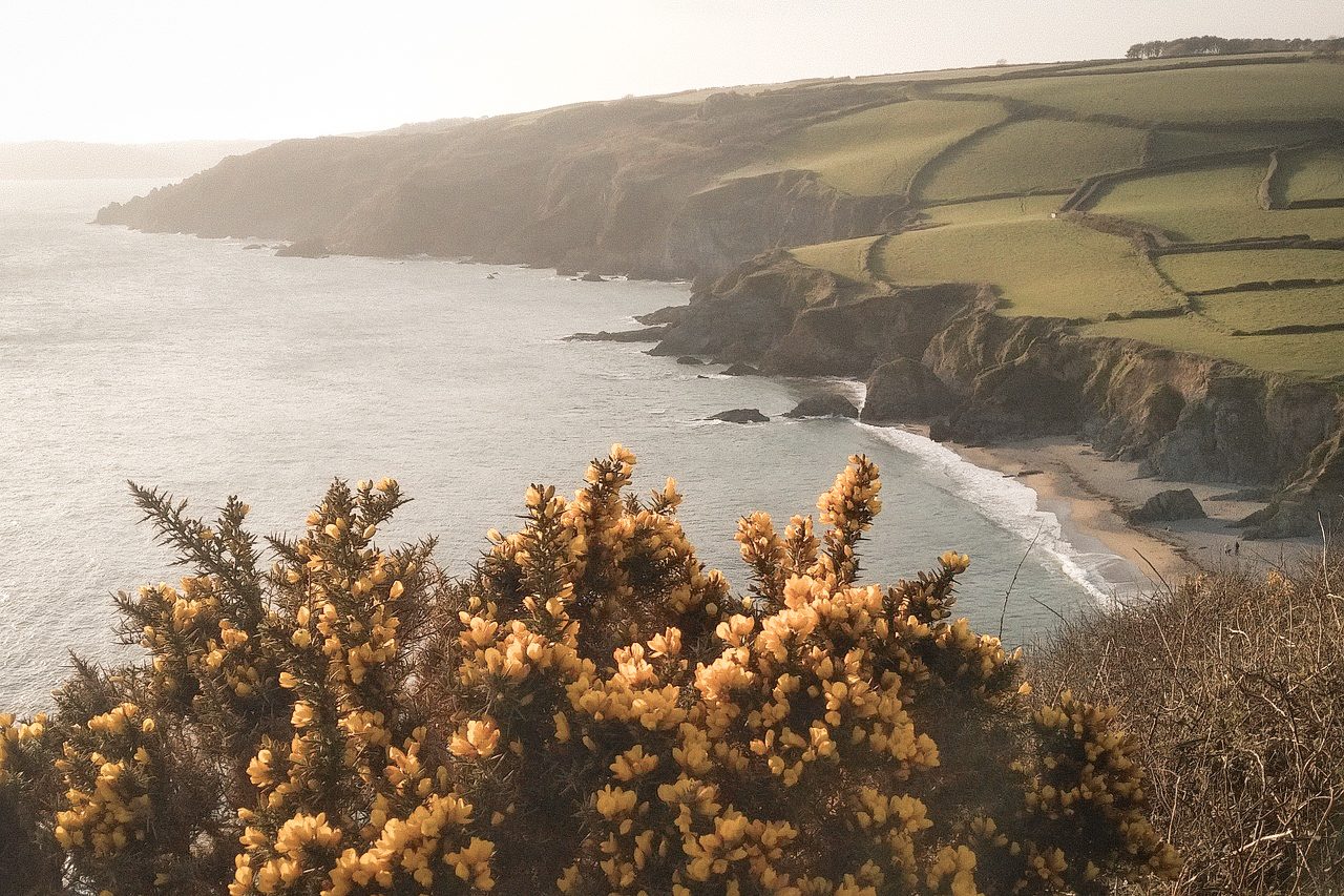 A scene of Cornwall showing rolling meadows to the sea