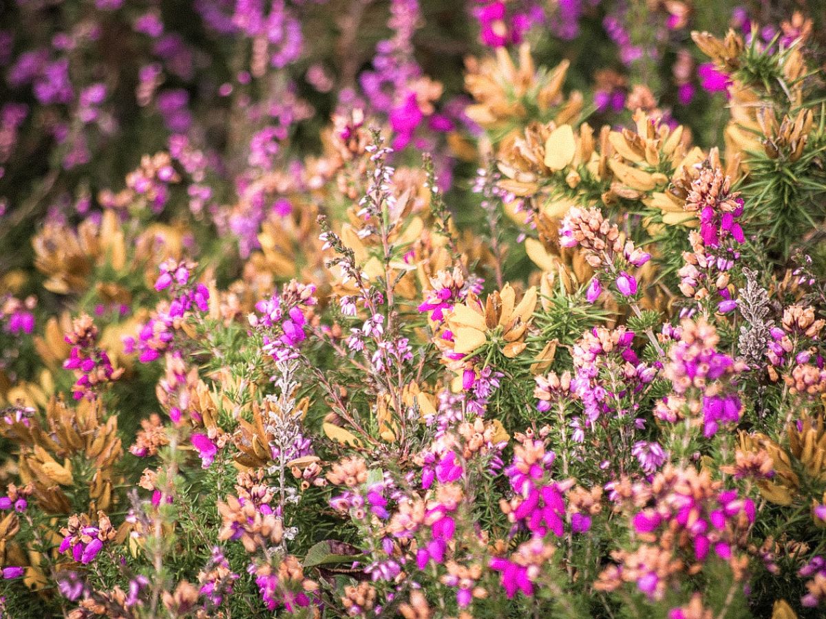 Wildflowers and bees on Exmoor
