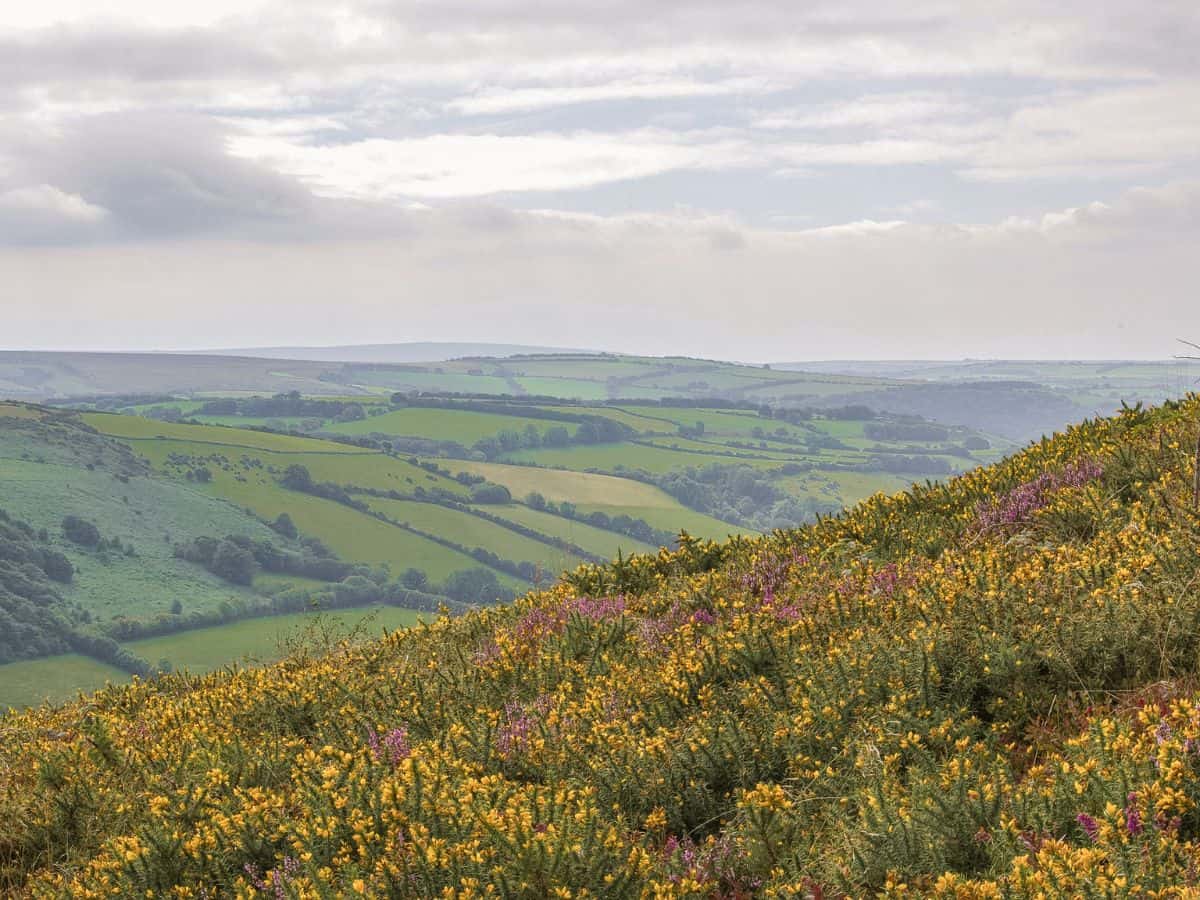 The beautiful landscape of Exmoor in Somerset showing wild flowers and rolling meadows