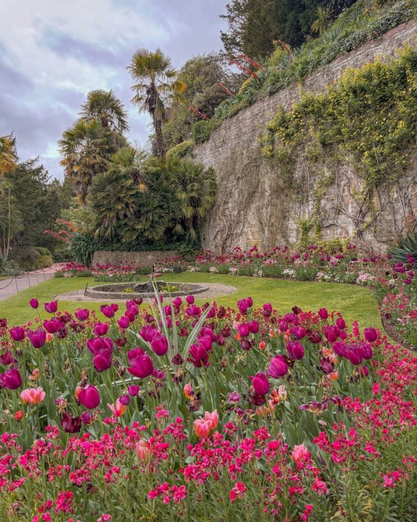 The beautiful flowers in Dunster Castle grounds