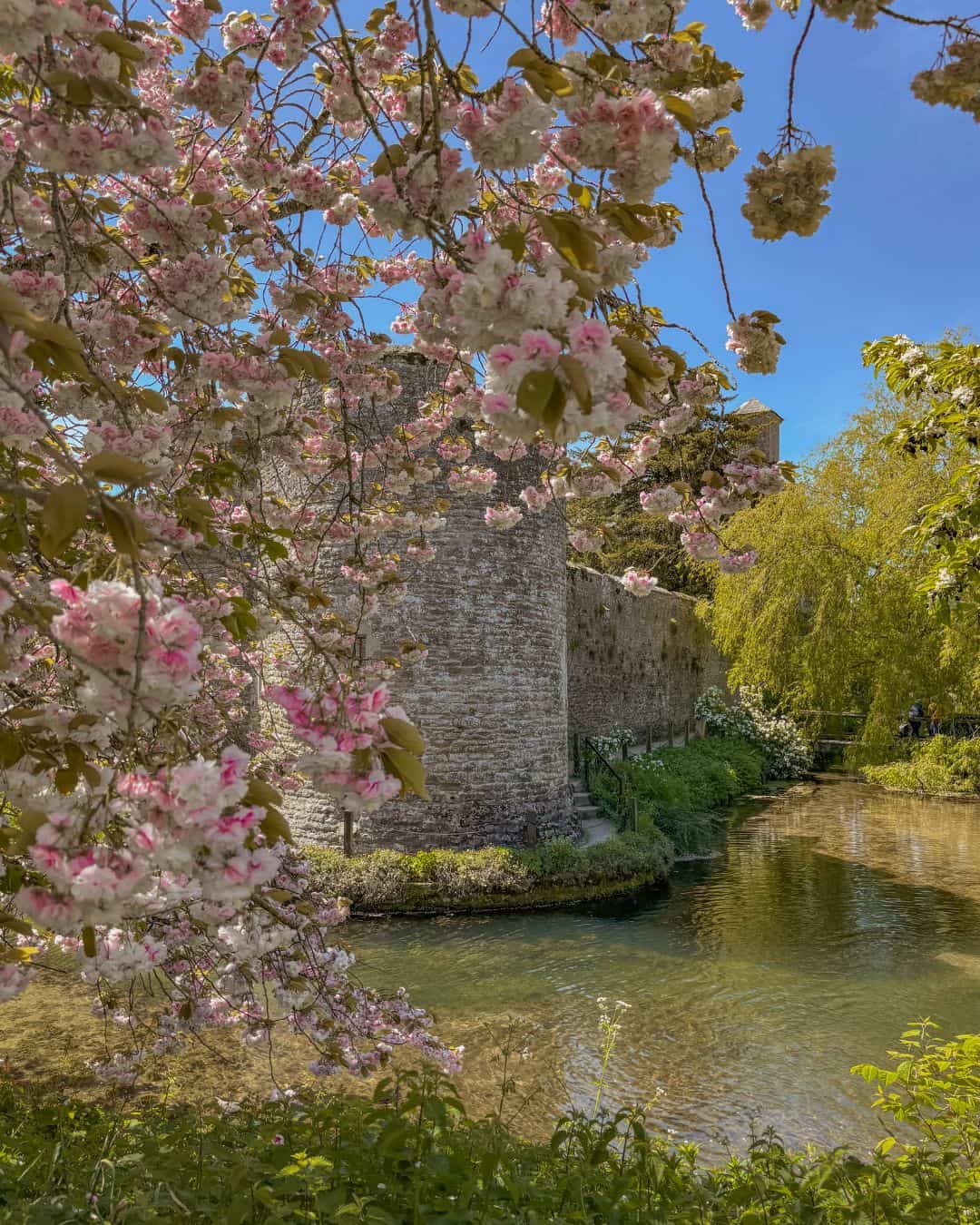 Pink blossoms in April at Bishop's Palace Gardens in Wells