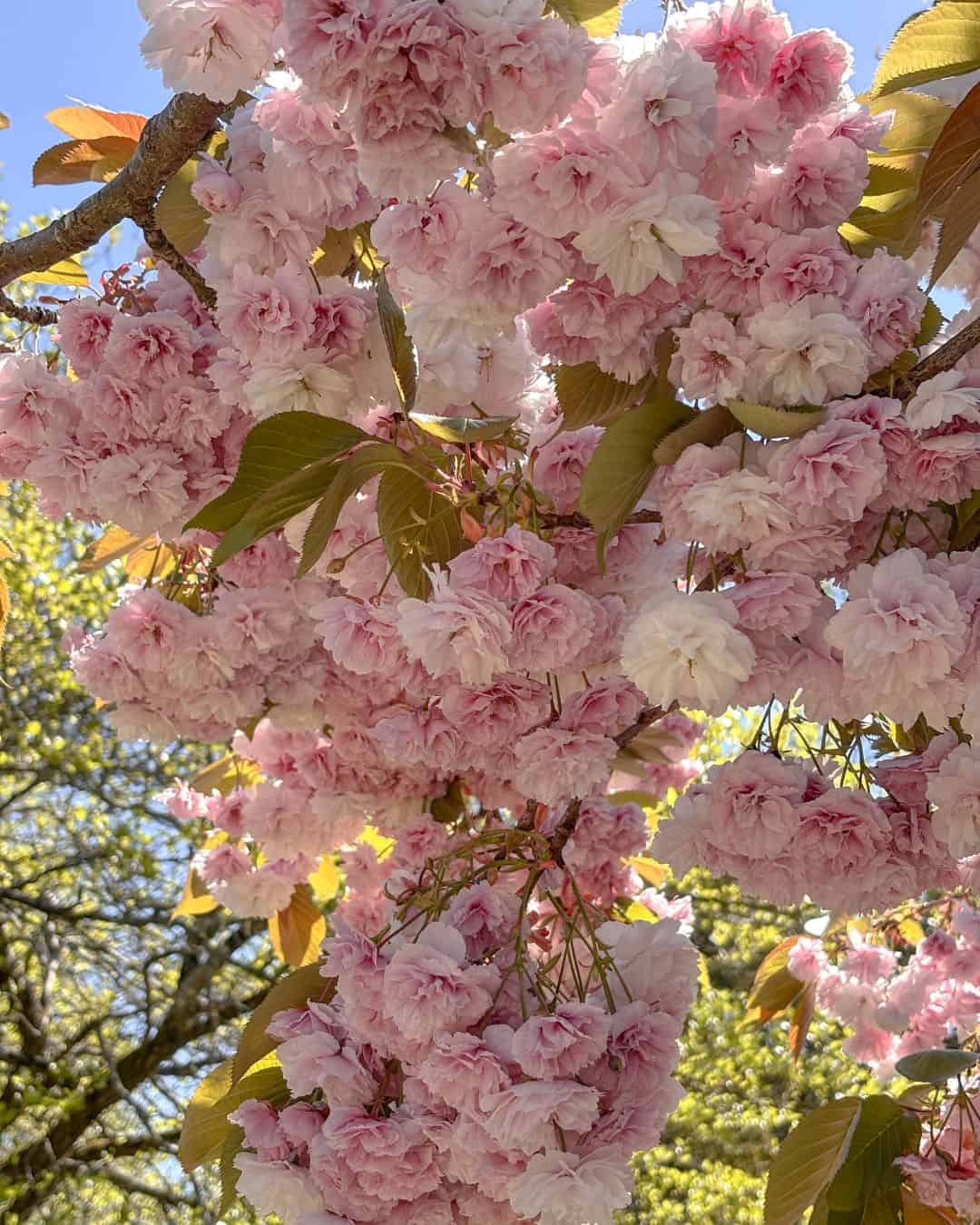 Stunning pink blossom at Bishop's Palace Gardens in Wells, Somerset